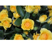 Кустовая роза(желт.)